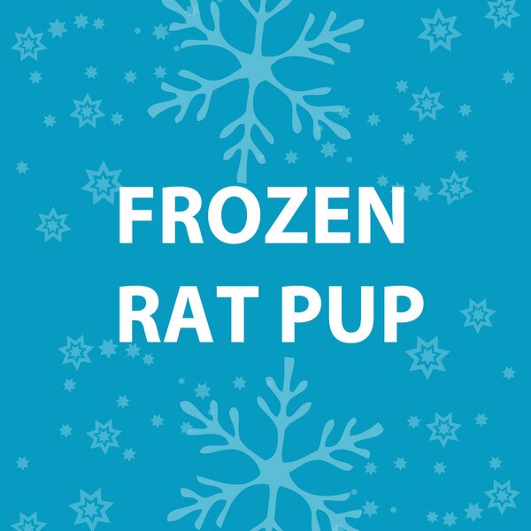 Feeder Rat Frozen Pup