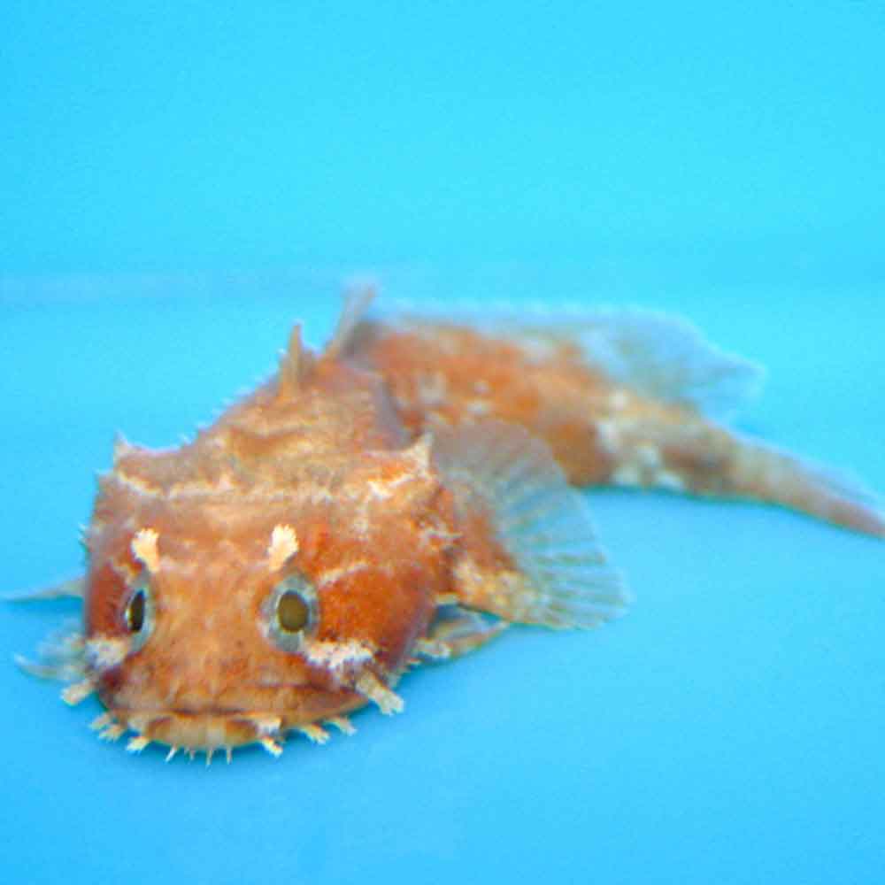 Freshwater Toadfish