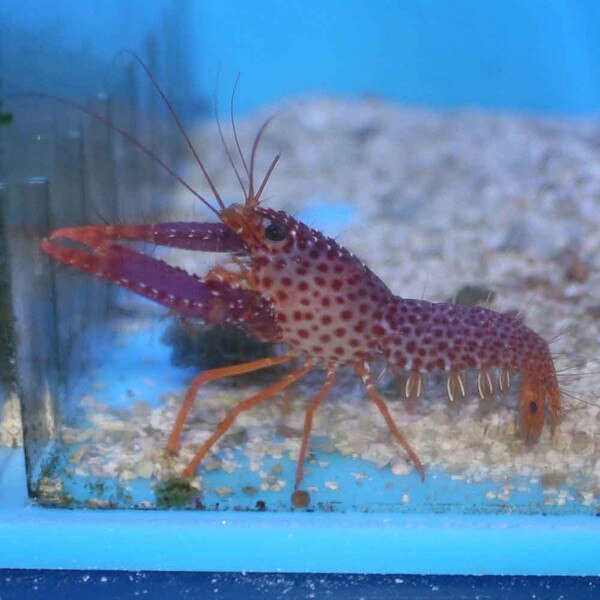 Buy Purple Lobster Online  Aquarium Inverts for Sale - Vivid Aquariums