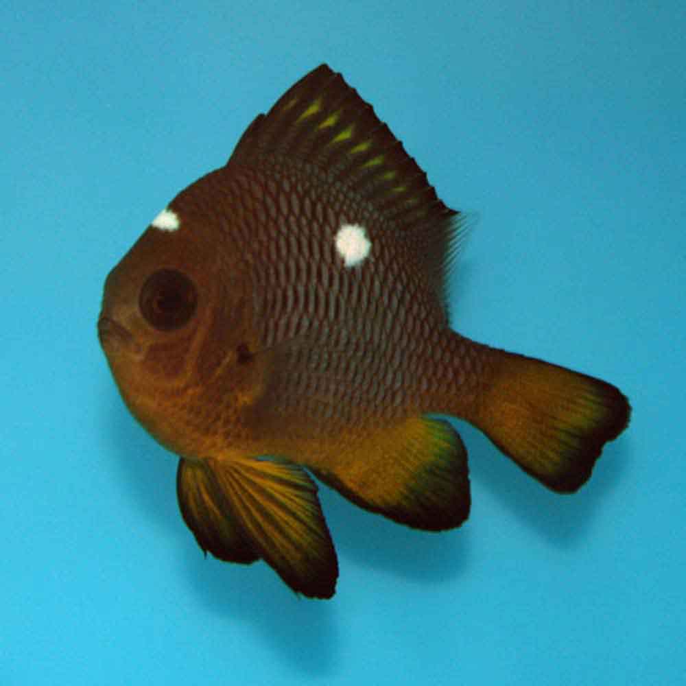 Golden Domino Damsel Dascyllus Auripinnis