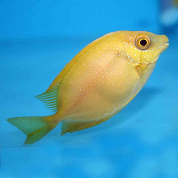 Coral Rabbitfish Siganus corallinus Small