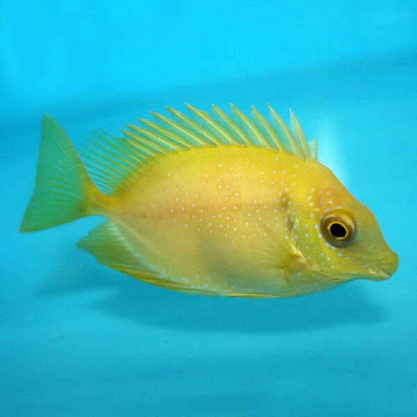 Coral Rabbitfish Siganus corallinus Small