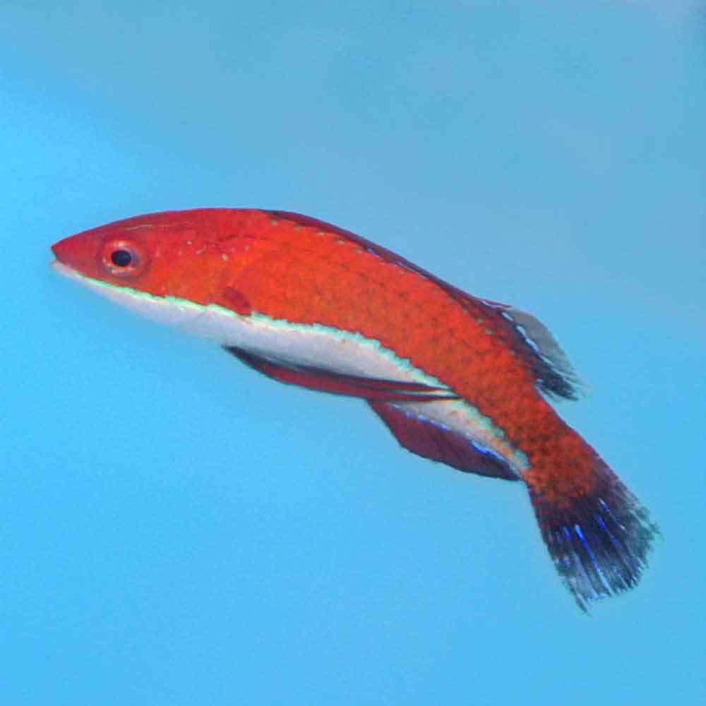 Longfin Fairy Wrasse Female