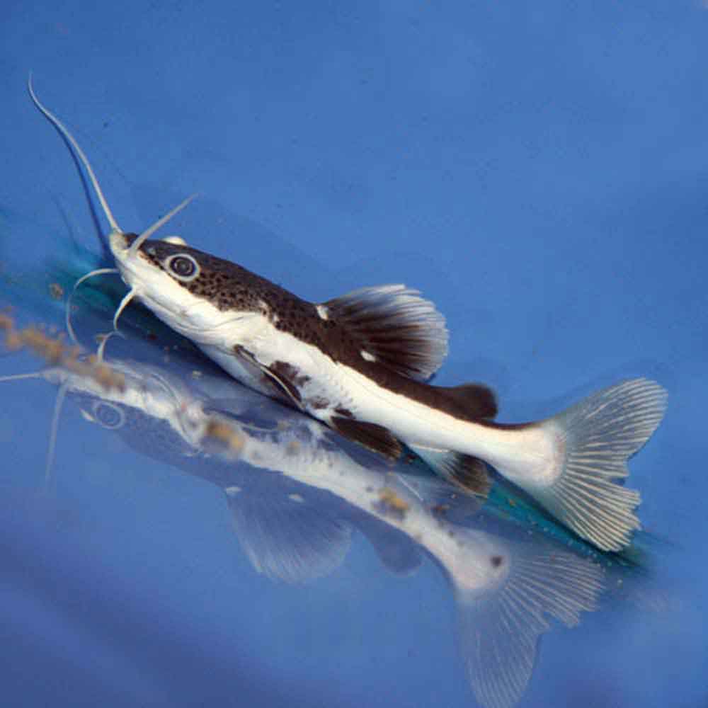 South American Red Tail Catfish Phractocephalus hemioliopterus