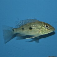 Central and South American Cichlids For Sale ...