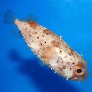 pufferfish puffer fish for