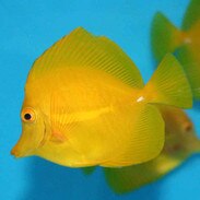 Saltwater Fish For Sale For Marine Aquariums ...