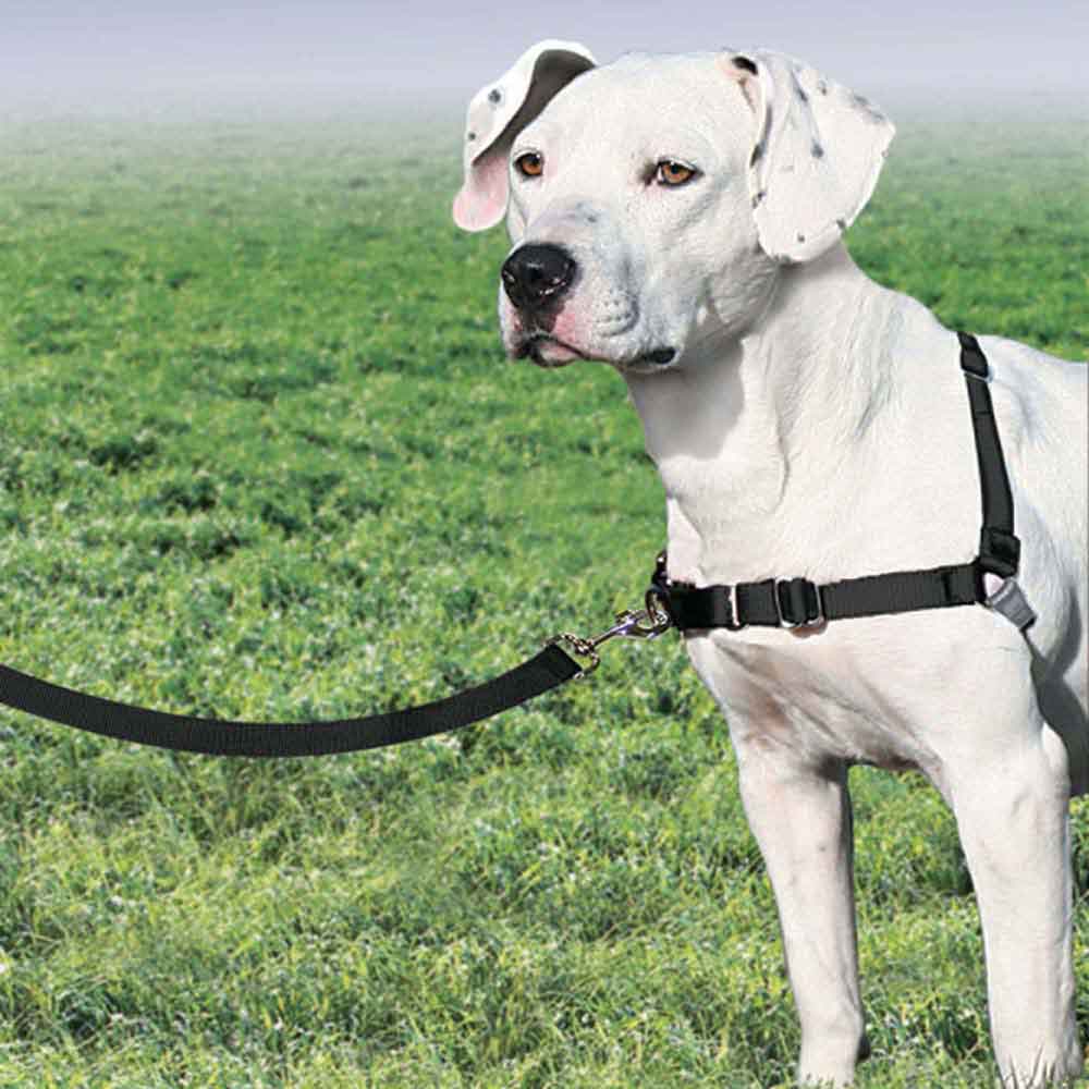 gentle leader easy walking harness