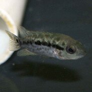 Central and South American Cichlids For Sale ...