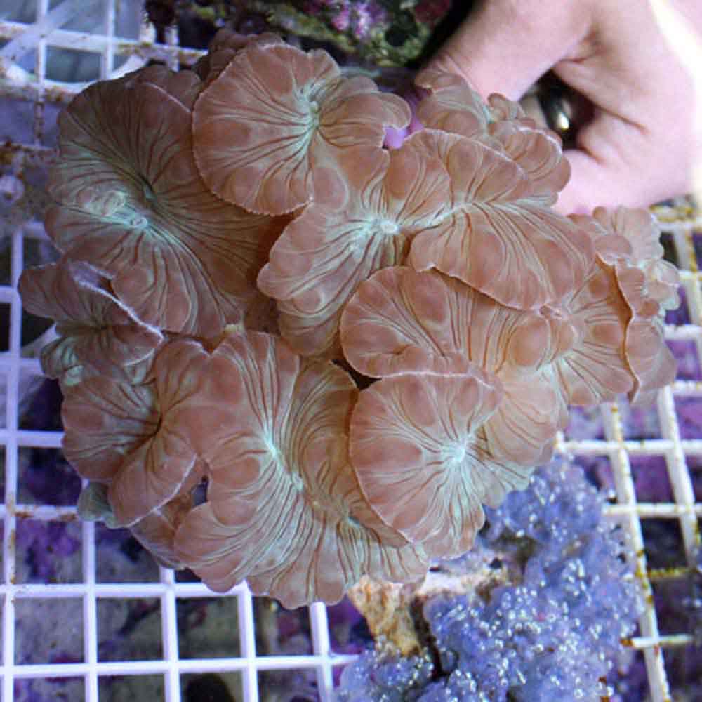 Green Fox Coral - Nemenzophyllia turbida