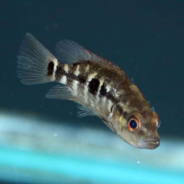 Wolf Cichlid Parachromis dovii Juvenile