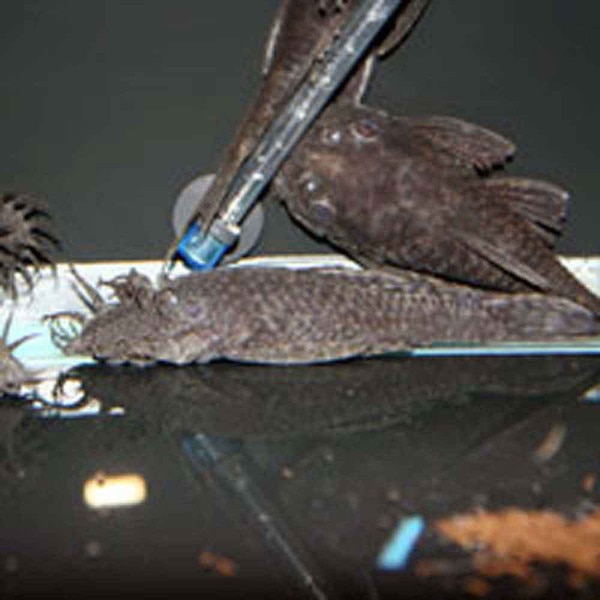 Pet Store Pleco Food Replacement Pet Store Pleco Food Replacement