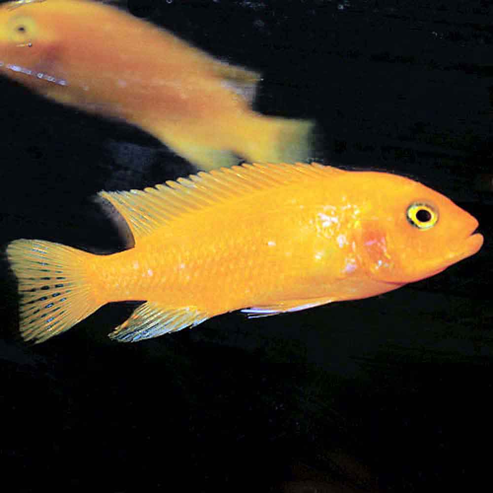 Red Zebra - Metriaclima estherae | That Fish Place, image size:1000x1000