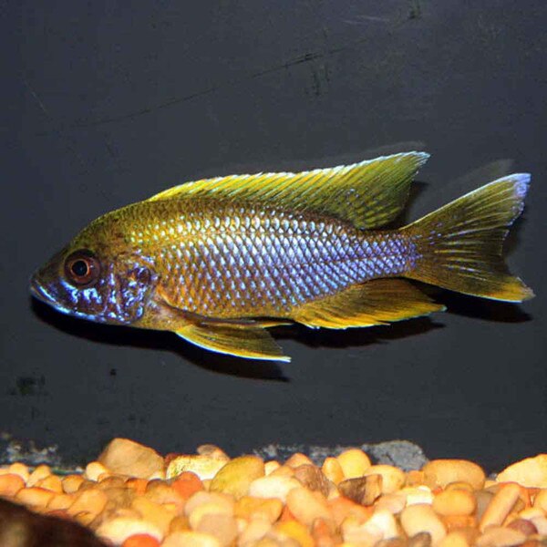Mamela Lemon Jake - Aulonocara jacobfreibergi - Sm Juvenile