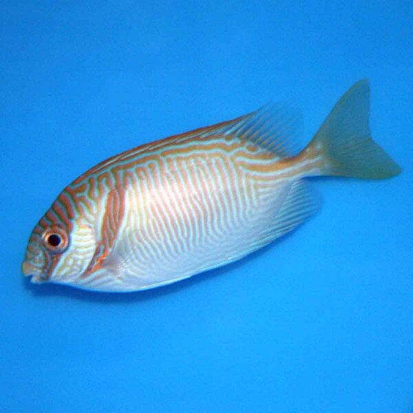 Barred Rabbitfish Siganus doliatus Small