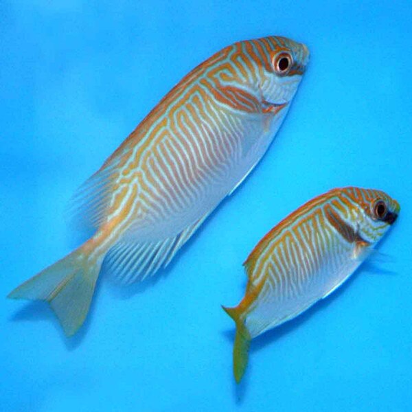 Barred Rabbitfish Siganus doliatus Small