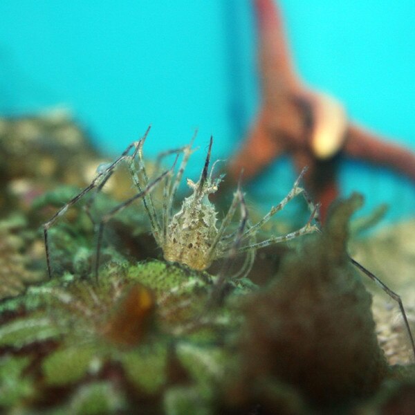 Frilly Neck Crab - Podochela sp. | thatpetplace.com