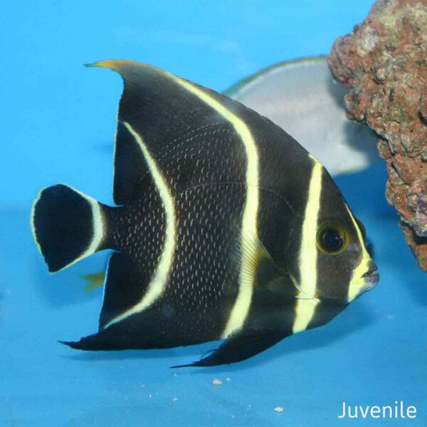 French Angel Pomacanthus paru Medium Adult