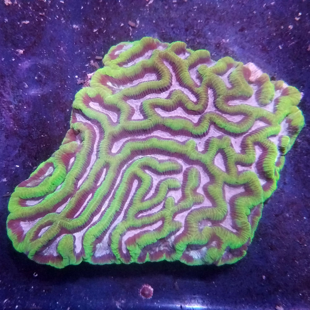 Ultra Aussie Maze Brain Coral Platygyra sp.