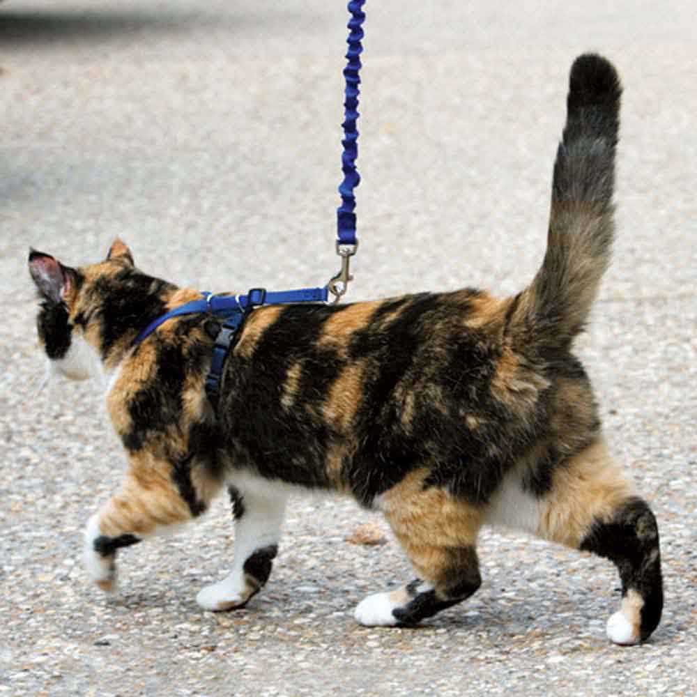 Come with Me Kitty Harness and Leash Small Royal Blue