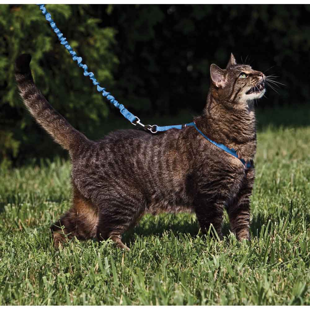 Come with Me Kitty Harness and Leash Medium Royal Blue