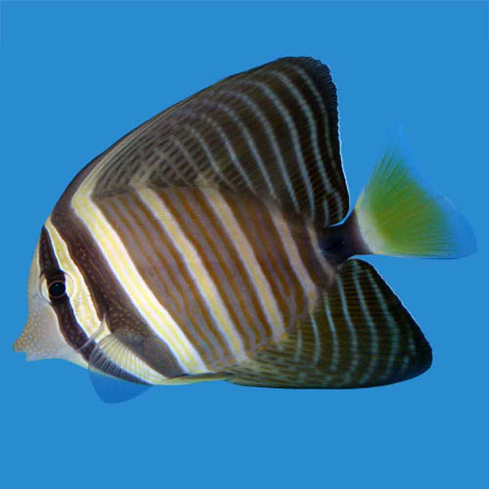 Sailfin Tang - Zebrasoma veliferum - Small