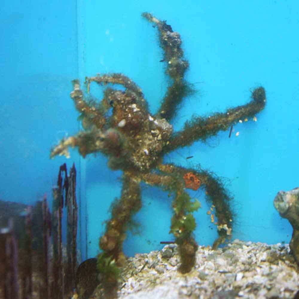 Cool Critter of the Day: 10 Fun Facts about the Crab | Sport Diver