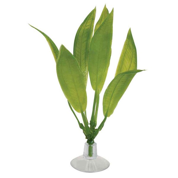 Marina Betta Kit Plant Amazon Sword 5 in.