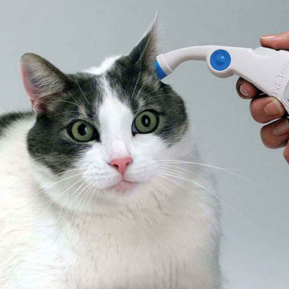 dog ear cleaner home recipe