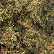 Exo Terra Forest Plume Moss 7 Qt 2 Pk