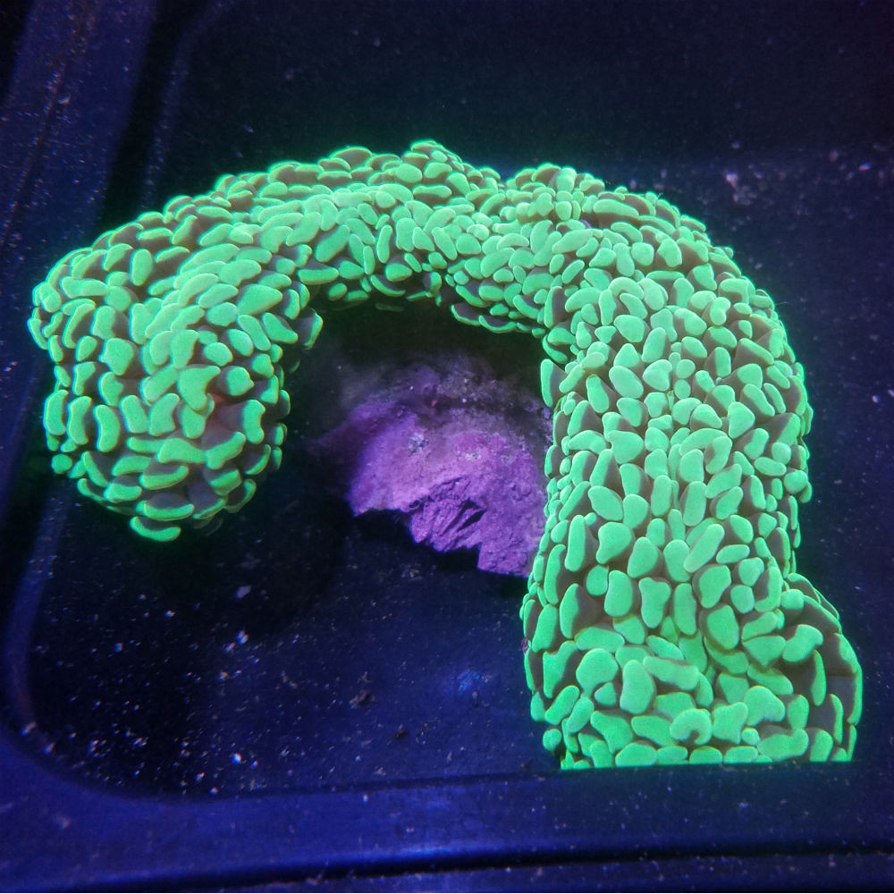 Neon Green Wall Hammer Coral Euphyllia ancora