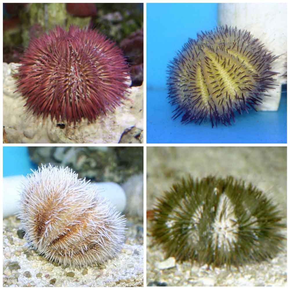 Pin Cushion Urchin Lytechinus variegatus