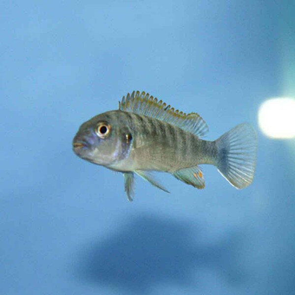Red Top Ndumbi Pseudotropheus Sp That Fish Place Please send us a request for quotation (rfq) using the «send request» button below indicating your details, fish species name, and required quantity. red top ndumbi pseudotropheus sp