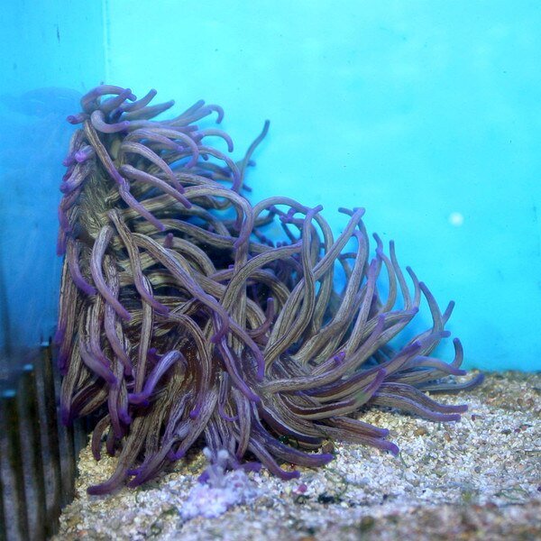 Purple Long Tentacle Anemone - Macrodactyla doreensis - Sm.
