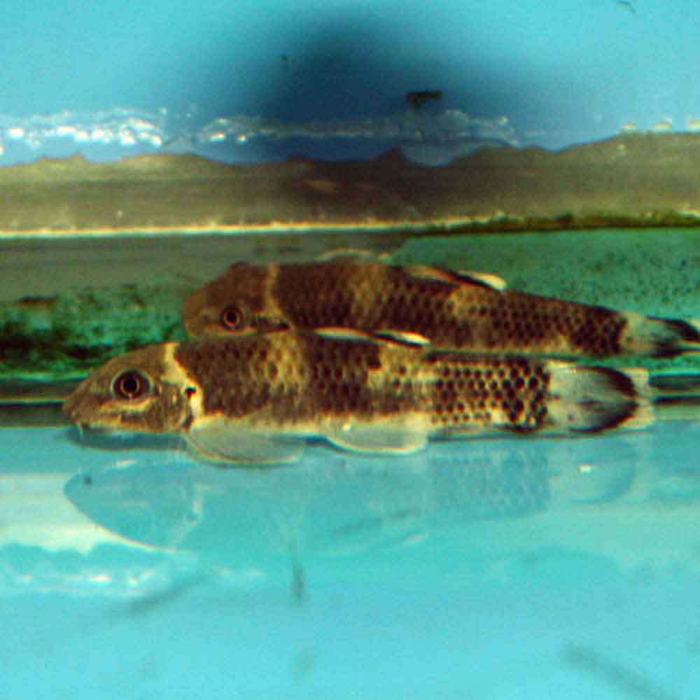 Panda Garra Garra flavatra