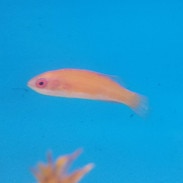 carpenter s flasher wrasse