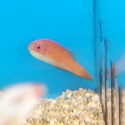 carpenter s flasher wrasse