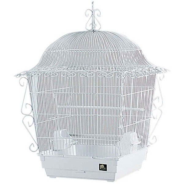 Overnight Delivery Cockatiel Food Overnight Delivery Cockatiel Food