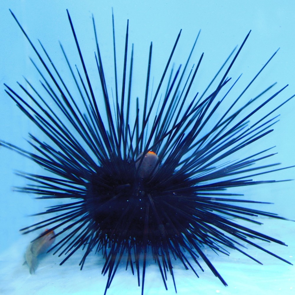 Black Longspine Urchin - Diadema setosum | ThatPetPlace.com