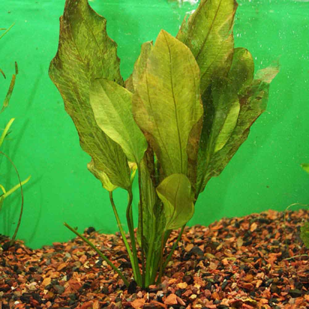 Red Flame Sword - Echinodorus sp. | That Fish Place