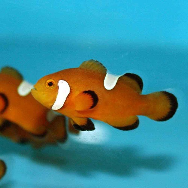 Extreme Misbar Ocellaris Clownfish - Amphiprion ocellaris - Captive Bred