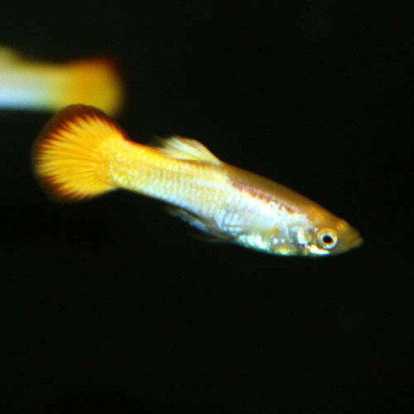 Tequila Sunrise Guppy Poecilia reticulata