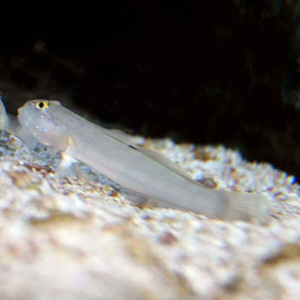 Ladder Glider Goby Valenciennea sexguttata Small