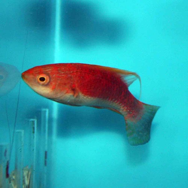 Whip-fin Fairy Wrasse - Cirrhilabrus filamentosus - Adult