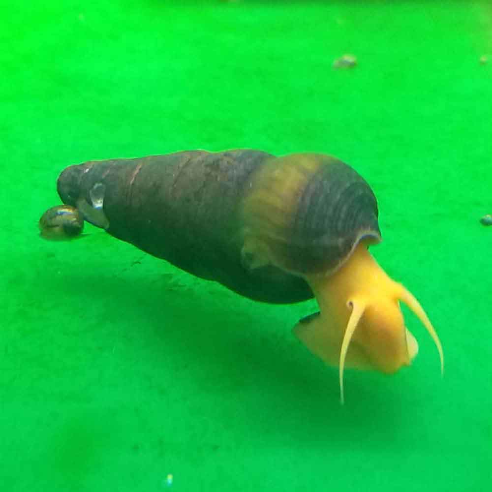 Orange Rabbit Snail - Tylomelania sp. | ThatPetPlace.com
