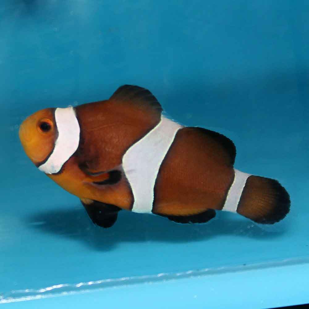 Mocha Ocellaris Clownfish