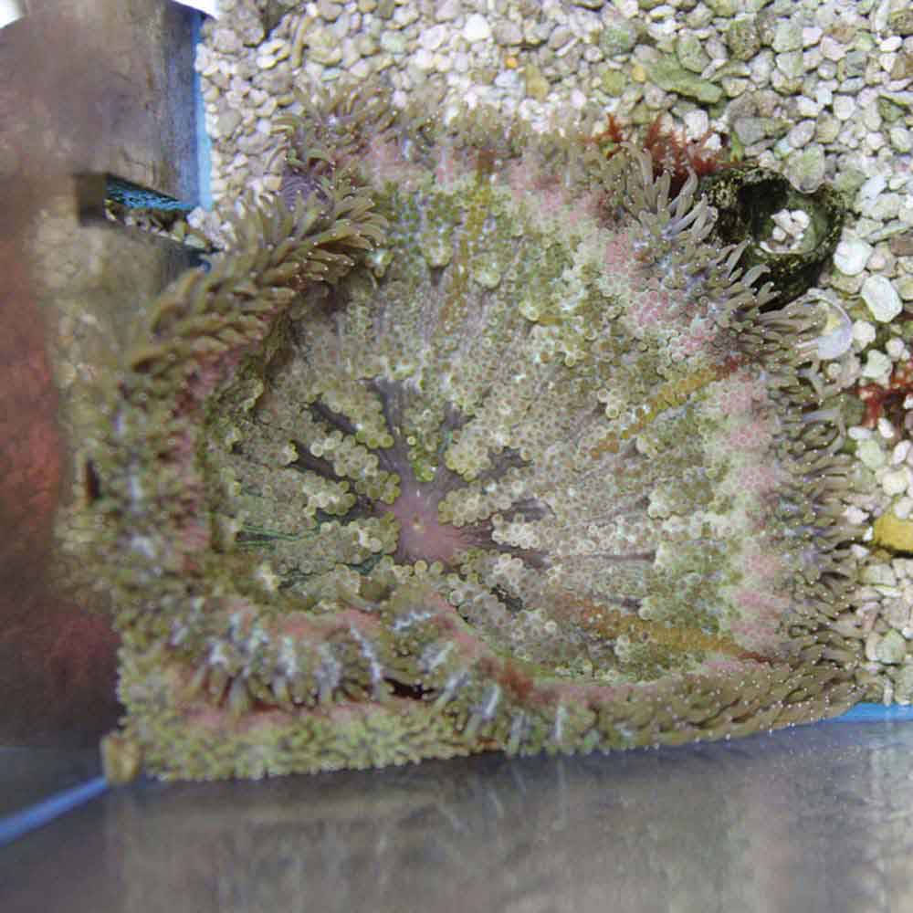 Miniature Carpet Anemone - Stichodactyla tapetum