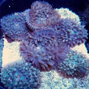 St Thomas Mushroom Coral Care