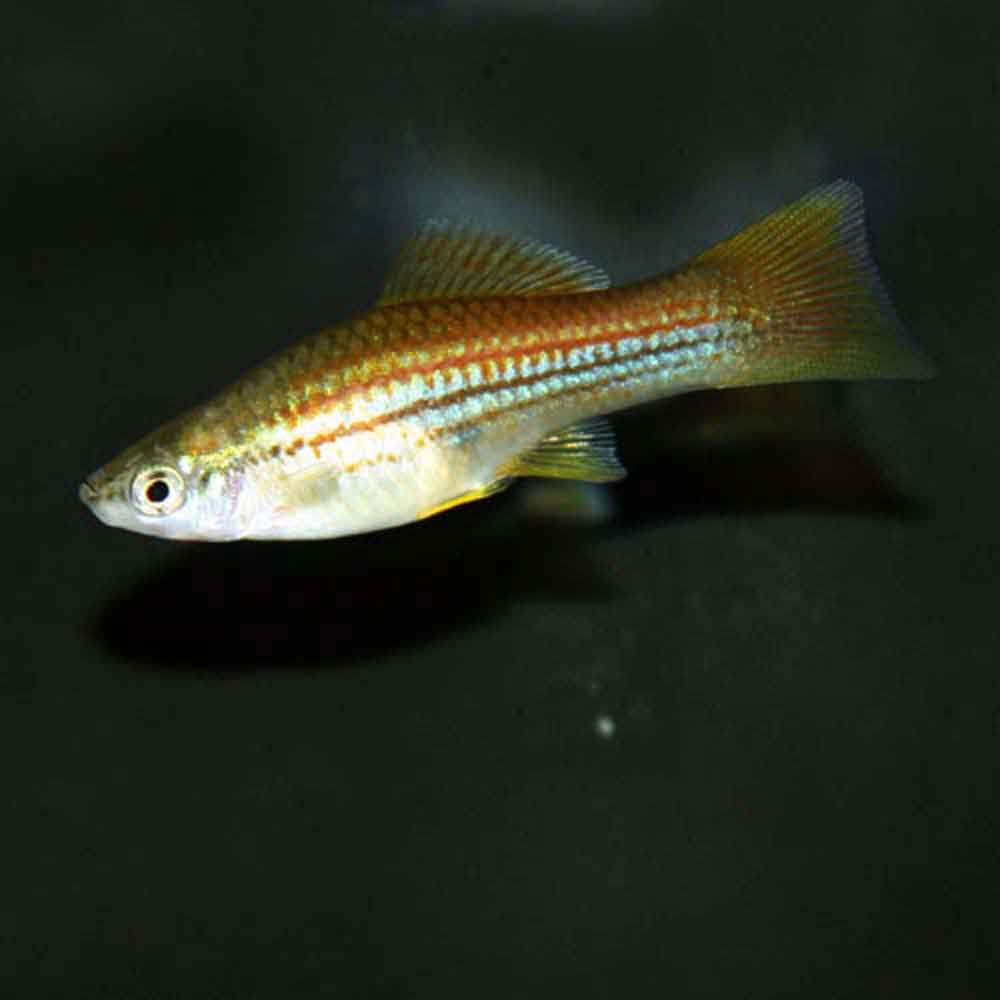 Baby Swordtail Fish