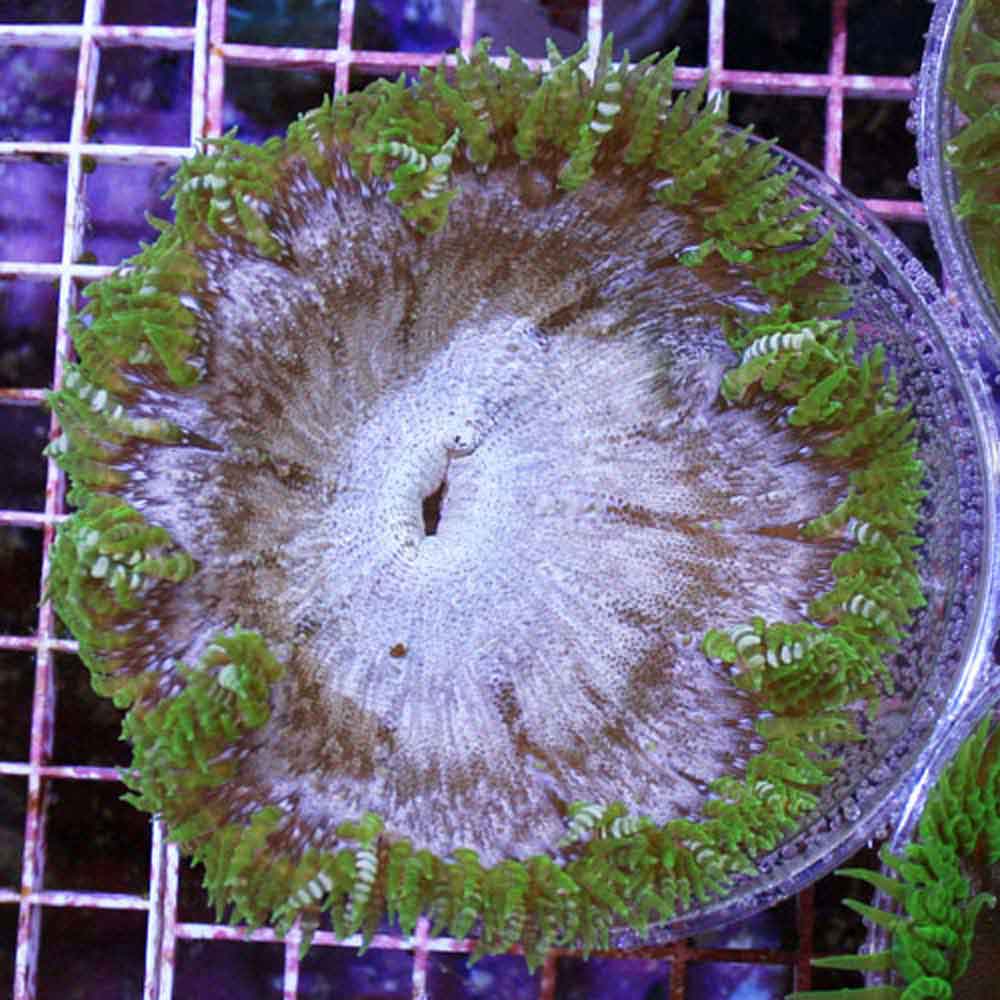 Ultra Neon Flower Anemone - Epicystis crucifer | ThatPetPlace.com